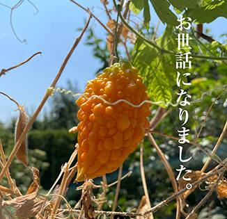 Ao